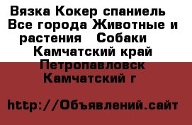 Вязка Кокер спаниель - Все города Животные и растения » Собаки   . Камчатский край,Петропавловск-Камчатский г.